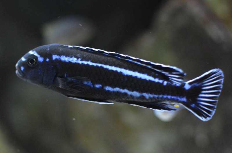 Pseudotropheus cyaneorhabdos 'Maingano Island'